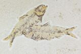 Multiple () Small Knightia Fossil Fish - Wyoming #108676-3